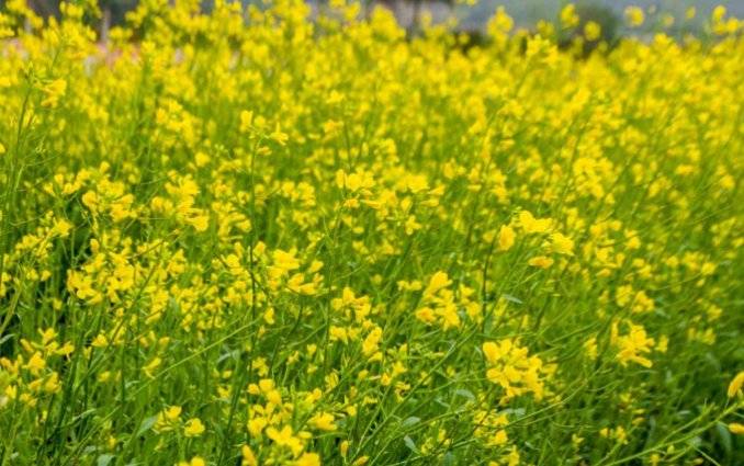 2025深圳春节花展盘点(时间、地点、门票、交通)（4）