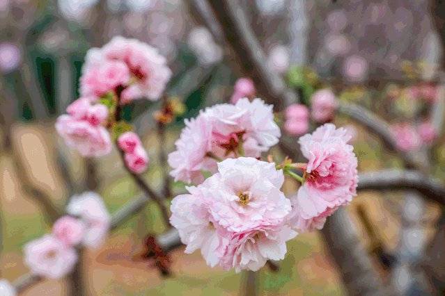 2025深圳春节花展盘点(时间、地点、门票、交通)