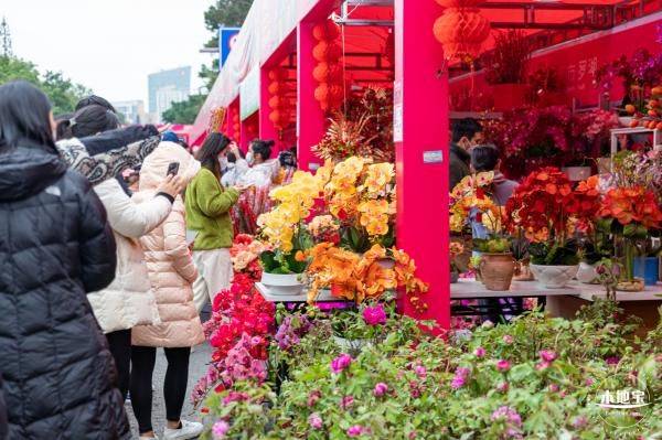 2025深圳迎春花市时间、地点及看点 2025深圳迎春花市时间、地点及看点