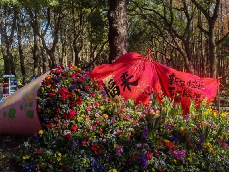 2025上海水仙花展攻略(时间+地点+门票+交通)(2) 2025上海水仙花展攻略(时间+地点+门票+交通)(2)