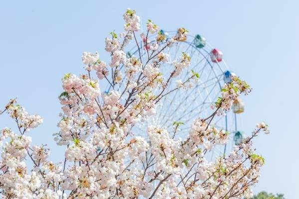2025深圳观澜湖樱花节时间+地点+门票 2025深圳观澜湖樱花节时间+地点+门票