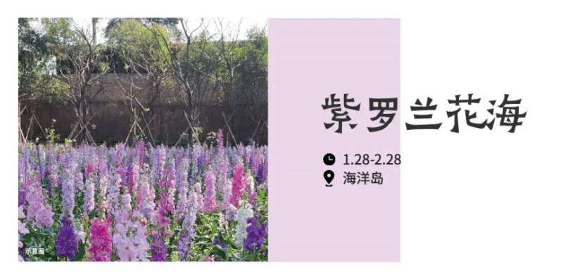 2025厦门元宵节花展攻略(时间+地点+预约+路线)(2) 2025厦门元宵节花展攻略(时间+地点+预约+路线)(2)
