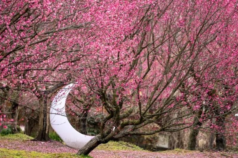 2025上海第八届梅花节攻略(时间+地点+门票)(2) 2025上海第八届梅花节攻略(时间+地点+门票)(2)