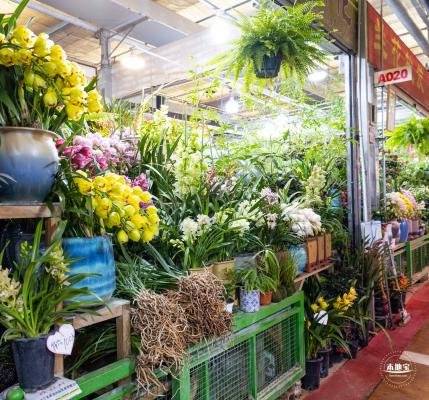 2025深圳龙华迎春花市时间+地点+交通（3）