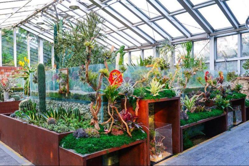 2025上海植物园年宵花展攻略(时间+门票+看点+交通)(3) 2025上海植物园年宵花展攻略(时间+门票+看点+交通)(3)