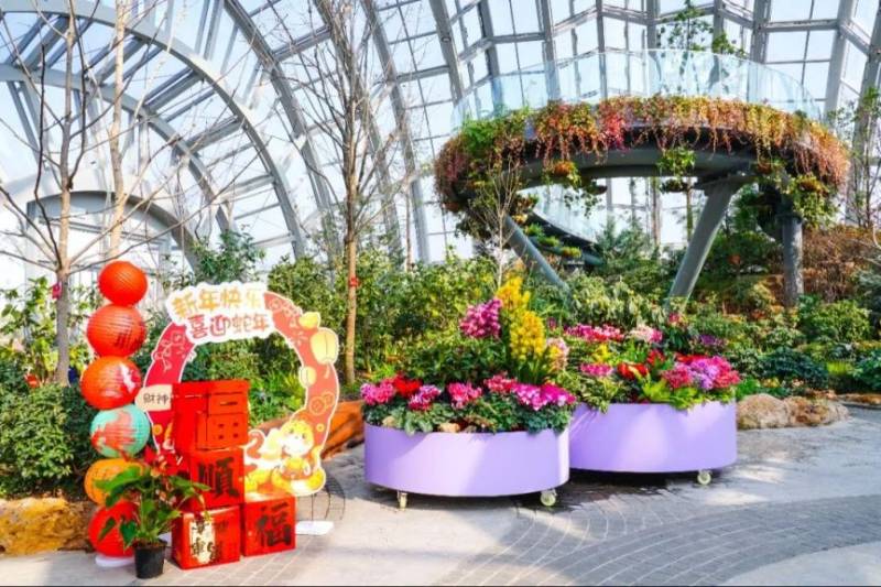 2025上海植物园年宵花展攻略(时间+门票+看点+交通)(5) 2025上海植物园年宵花展攻略(时间+门票+看点+交通)(5)