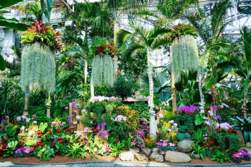 2025上海植物园年宵花展攻略(时间+门票+看点+交通)(4) 2025上海植物园年宵花展攻略(时间+门票+看点+交通)(4)