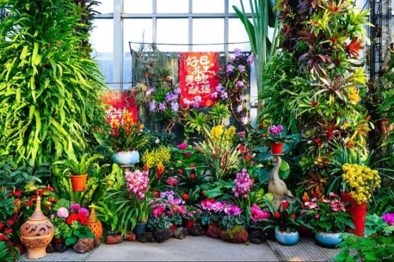 2025上海植物园年宵花展攻略(时间+门票+看点+交通)(2) 2025上海植物园年宵花展攻略(时间+门票+看点+交通)(2)