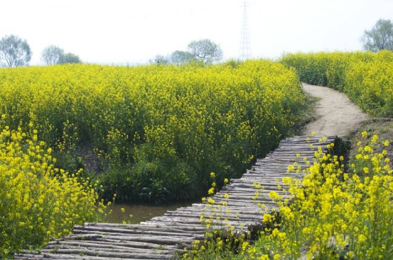 长沙油菜花景点推荐大全(附观赏时间、攻略) 长沙油菜花景点推荐大全(附观赏时间、攻略)