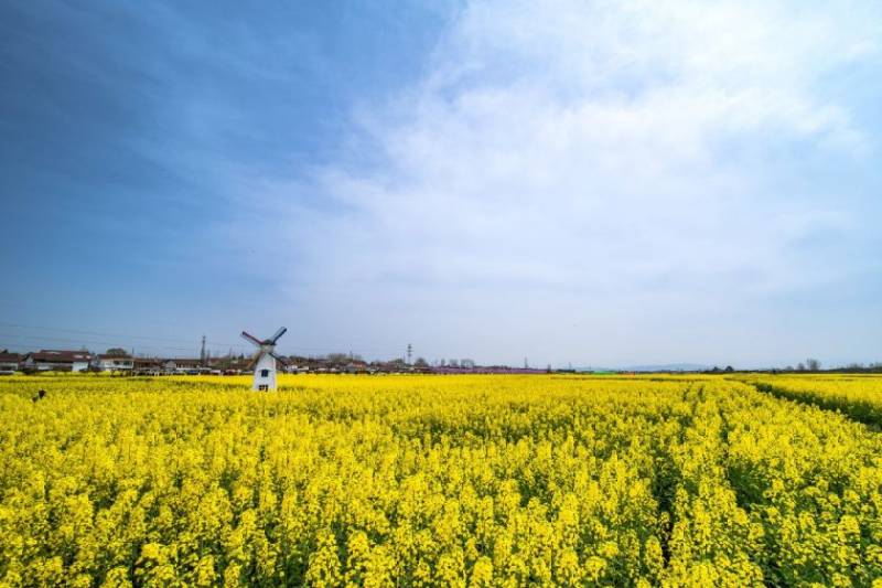 长沙茶亭镇油菜花攻略（在哪+开花时间+介绍）