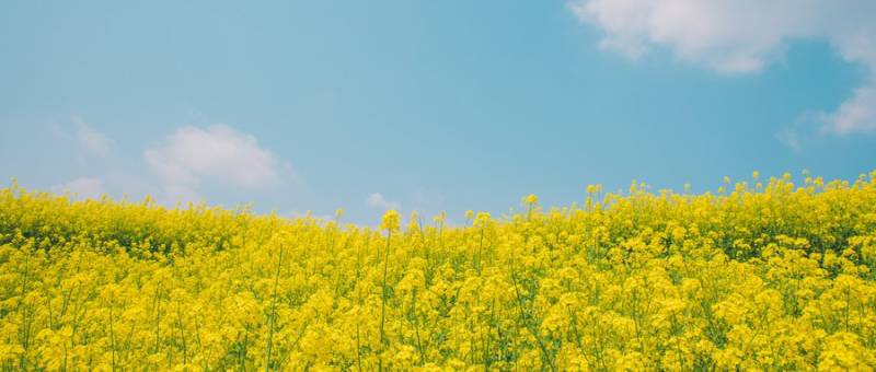 长沙江背镇油菜花观赏攻略（在哪+开花时间+怎么去+门票）