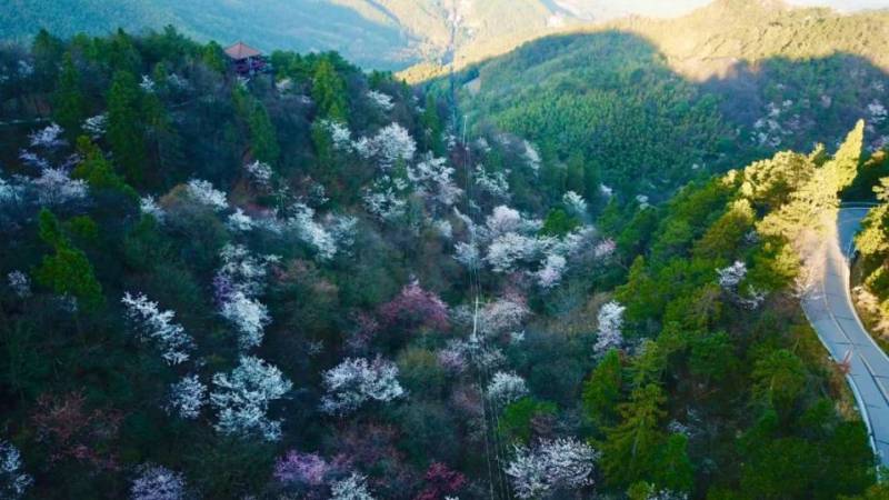 浏阳大围山樱花观赏指南（开花时间+地址+赏花路线）