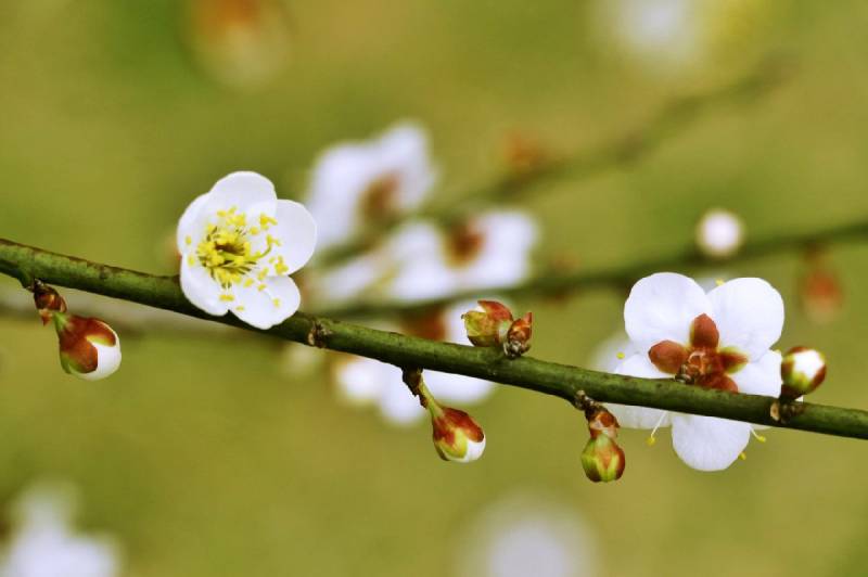 长沙全年赏花攻略（开花时间+地址汇总）