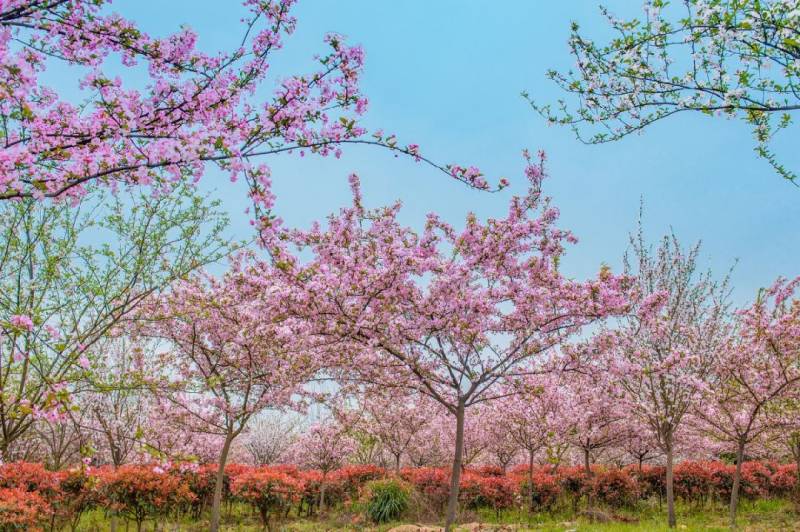 长沙赏桃花攻略（地址汇总+门票+开花时间）