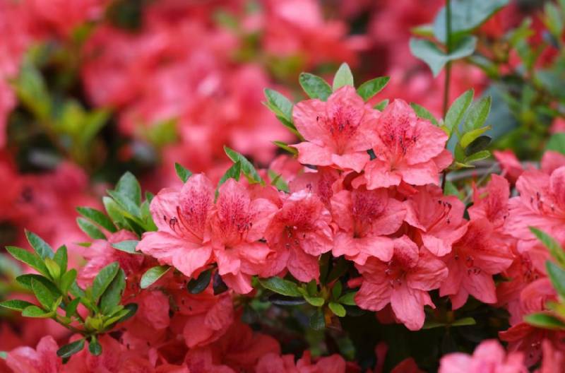 长沙杜鹃花观赏攻略（地址汇总+开花时间）
