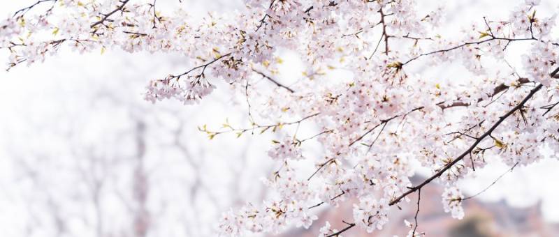 长沙望月公园樱花攻略(开花时间+在哪里+门票) 长沙望月公园樱花攻略(开花时间+在哪里+门票)