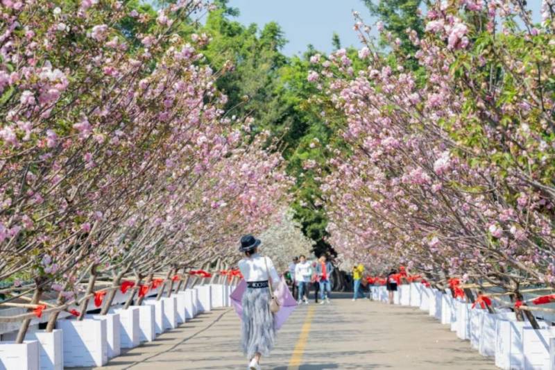 深圳元宵节期间花展有哪些(时间、地点、门票、看点)（2）
