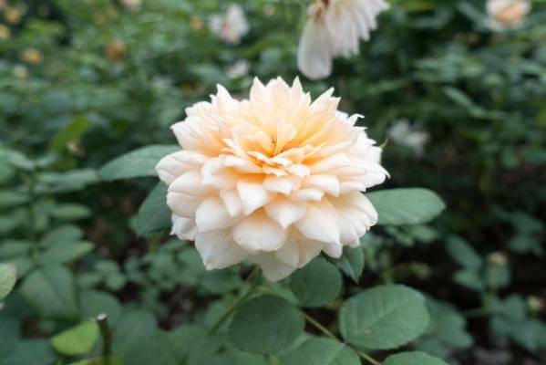 深圳元宵节期间花展有哪些(时间、地点、门票、看点)(4) 深圳元宵节期间花展有哪些(时间、地点、门票、看点)(4)