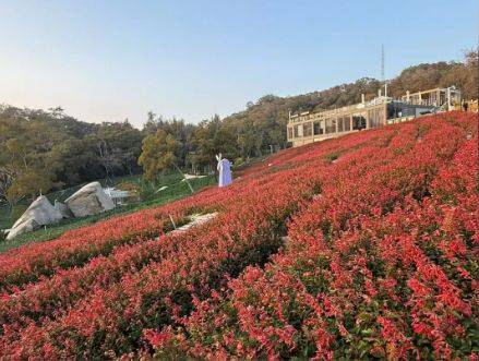 厦门健康步道赏花指南(时间+地点+品种) 厦门健康步道赏花指南(时间+地点+品种)