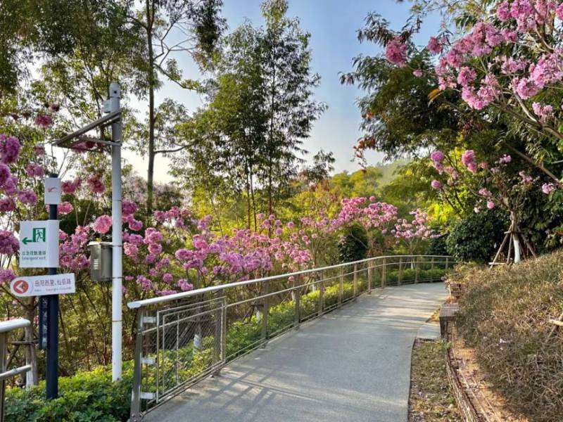 厦门健康步道赏花指南（时间+地点+品种）（3）