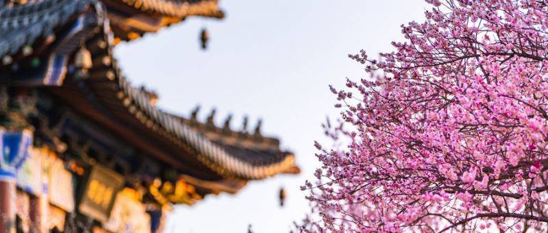 南京明孝陵梅花山赏花攻略（开放时间+赏梅路线+门票）