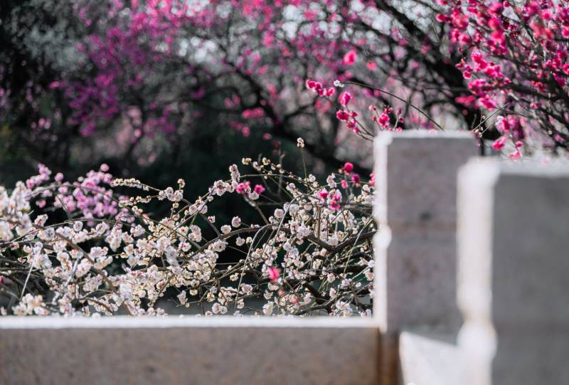南京赏梅花指南（花期+品种+观赏地）
