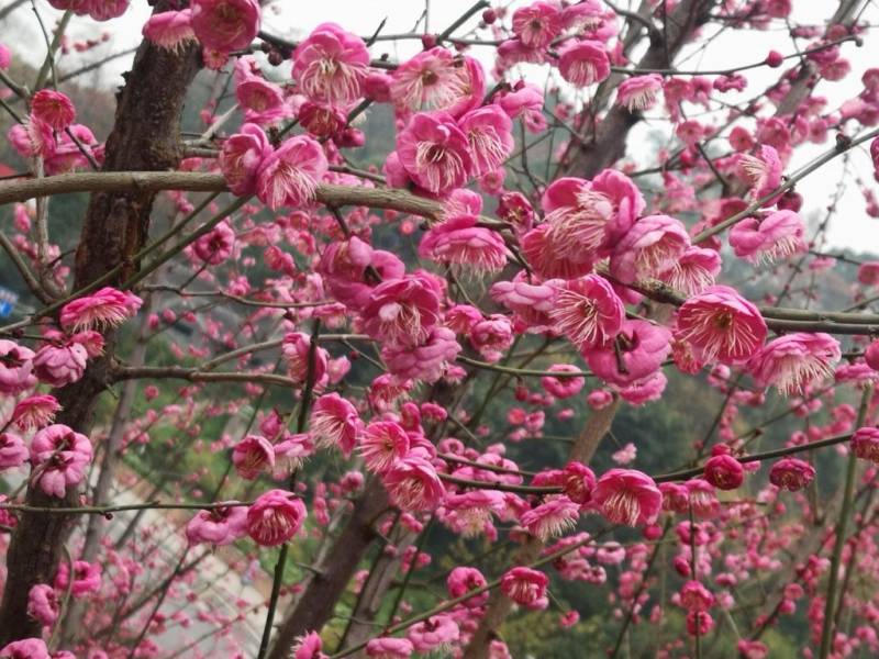 重庆歌乐山梅园几月看？（附2025最佳赏花时间）