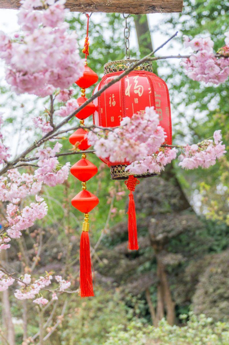 2024重庆南山植物园樱花开了吗?