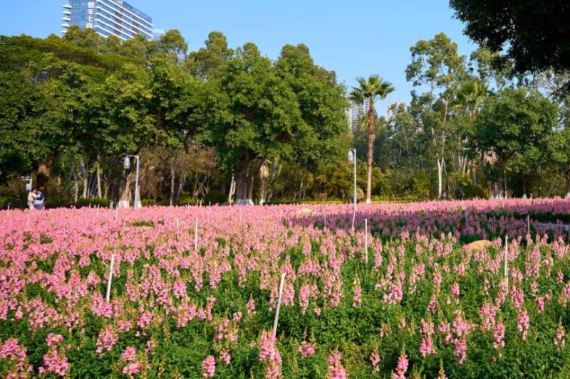 厦门五缘湾湿地公园赏花指南（时间＋地点＋费用）