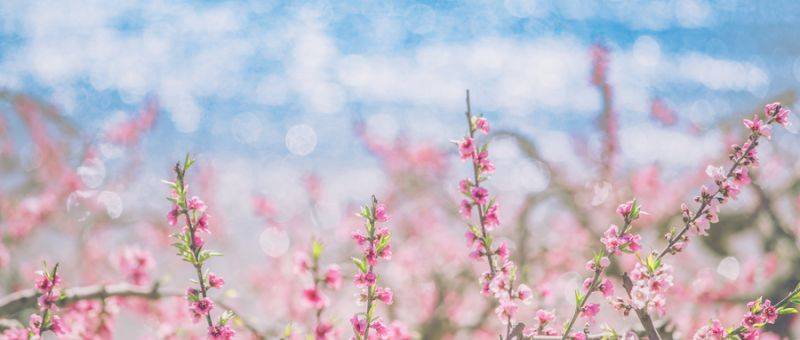 佛山赏桃花好去处推荐(时间+地址+理由)