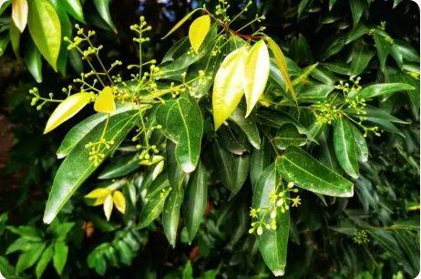 珠海3月赏花攻略（时间+地点+花种）（2）