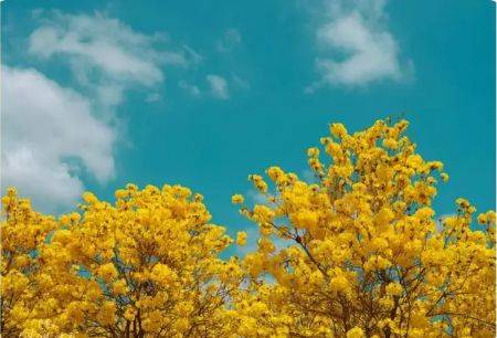 珠海3月赏花攻略（时间+地点+花种）