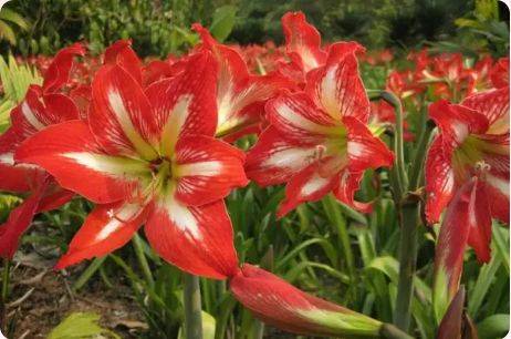 珠海3月赏花攻略（时间+地点+花种）（3）