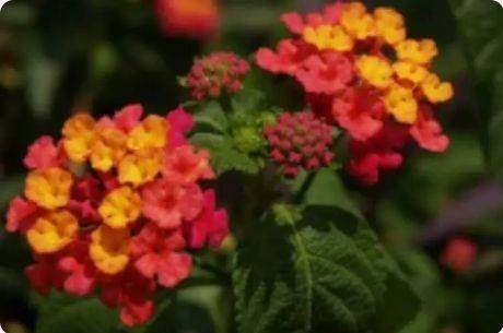 珠海3月赏花攻略（时间+地点+花种）（5）