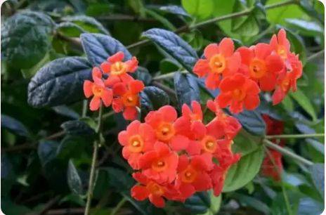 珠海3月赏花攻略（时间+地点+花种）（4）