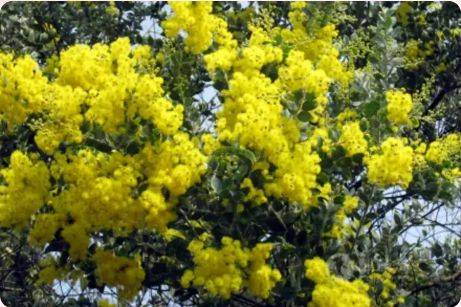 珠海3月赏花攻略（时间+地点+花种）（9）