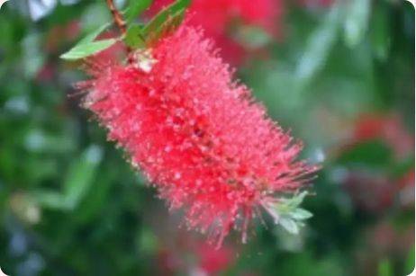 珠海3月赏花攻略（时间+地点+花种）（8）