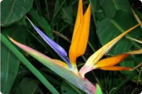 珠海3月赏花攻略（时间+地点+花种）（6）