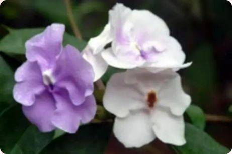 珠海3月赏花攻略（时间+地点+花种）（7）