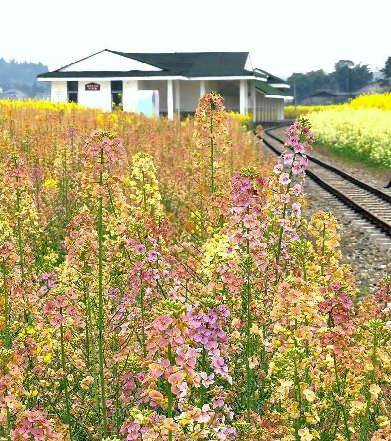 2025重庆潼南油菜花节全攻略（时间+门票+吃喝玩乐路线）（4）