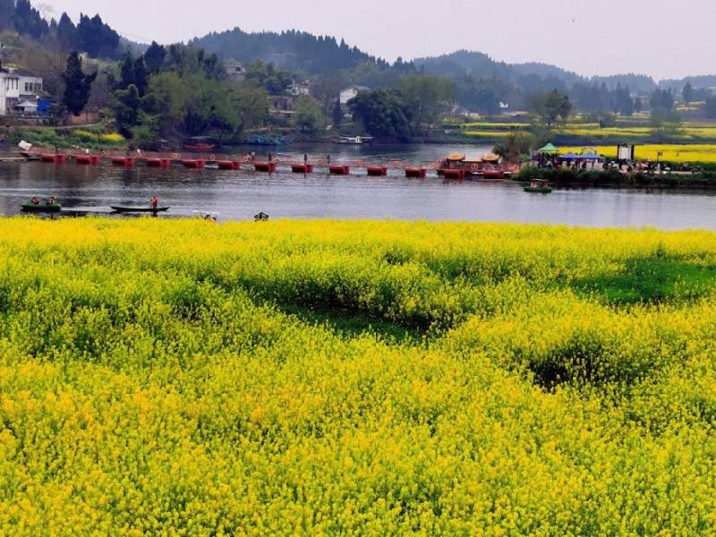 2025重庆潼南油菜花节活动攻略(时间、门票、交通)(4) 2025重庆潼南油菜花节活动攻略(时间、门票、交通)(4)