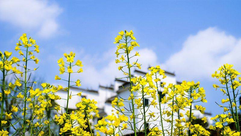 天津油菜花赏花地点推荐