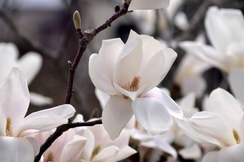 天津玉兰花什么时候开？（时间+地点）