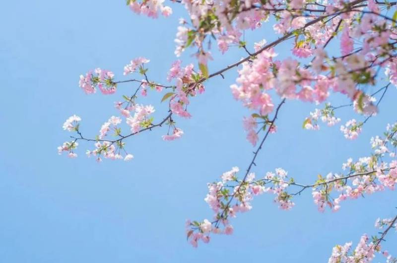 2025年青岛春季赏花汇总（11）
