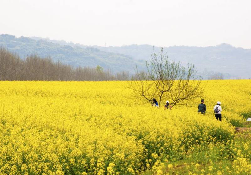 2025重庆广阳岛油菜花节时间、地点、门票 2025重庆广阳岛油菜花节时间、地点、门票