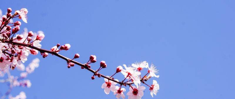 2025南京樱花最佳观赏时间是几月