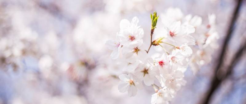 2025南京樱花花期及赏樱最佳时间