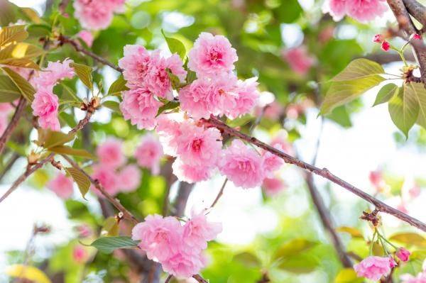 2025深圳光明农场樱花节时间+地点+门票+活动亮点