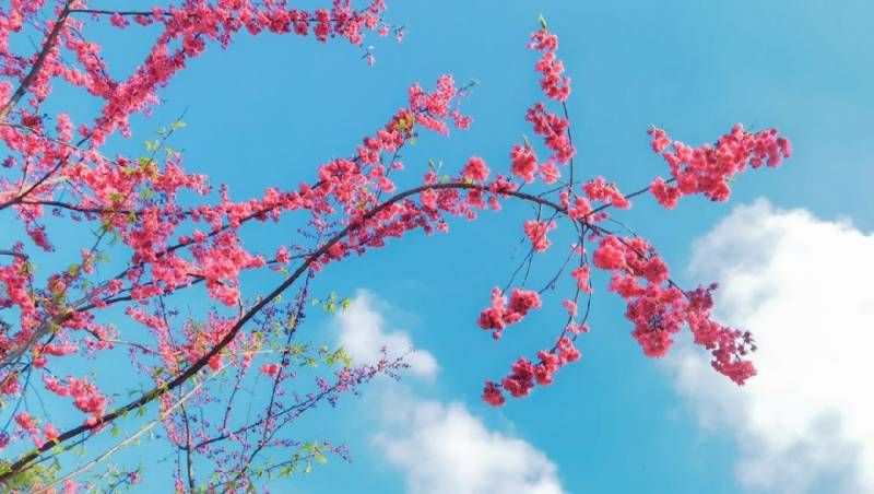 2025重庆美樱花海红樱花节时间+地点+门票+活动内容（2）
