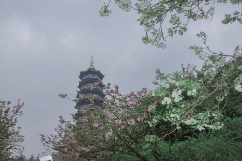 2025重庆赏樱花的地方盘点（地点+路线）（2）